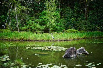 京都　平安神宮神苑の風景とアオサギ
