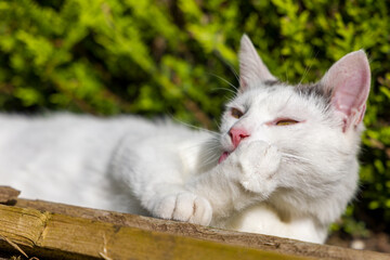 Young white domestic cat washing in the sunshine