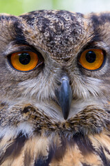 Portrait of a Eurasian Eagle Owl (Bubo bubo)