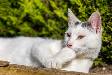 Naklejka na ściany i meble Young white domestic cat washing in the sunshine