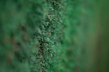 Cupressus arizonica shot close up