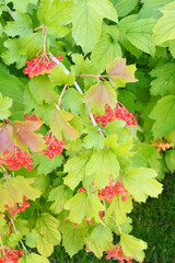 Red viburnum berry ripens in the summer garden 