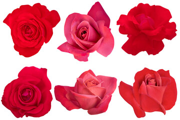 Collage of Blossom Red Tone Roses on a white background.Rose with clipping path.
