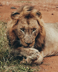 Lion, Kruger National Park.