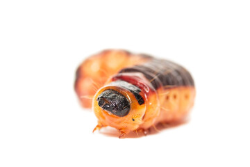 The big red catterpillar of Goat Moth (Cossus cossus), isolated on white.