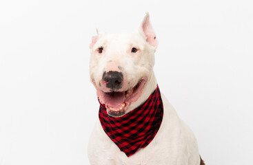 Obraz premium Young bull terrier dog over isolated background