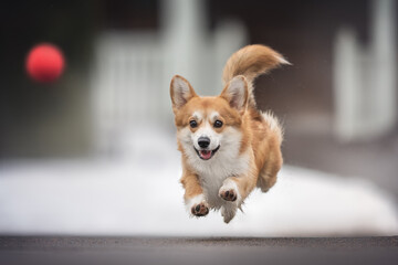 Funny female pembroke welsh corgi with a fluffy tail running on clean asphalt after a red ball against the background of a snow-covered old wooden building