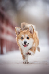 Funny female pembroke welsh corgi running on a red wooden snow-covered bridge against the backdrop of a winter frosty landscape