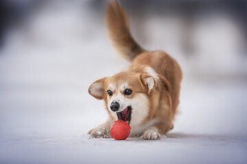 Funny female pembroke welsh corgi trying to catch a red ball against the background of a winter frosty landscape