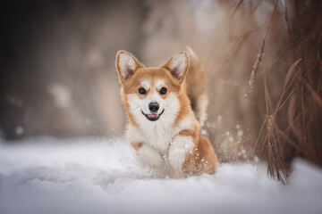 Funny female welsh corgi pembroke jumping out of a deep snowdrift scattering snowflakes around herself against the background of yellow dry grass and a frosty winter landscape