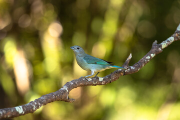 Sayaca Tanager (Thraupis sayaca) perched on a branch. Selective Focus on a blue bird against a blurred natural background.