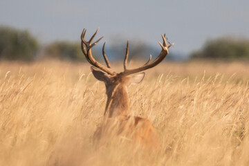 Jeleń szlachetny na łące