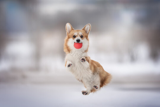 Funny female pembroke welsh corgi with a red ball in her mouth jumping high in the air against the background of a winter frosty landscape