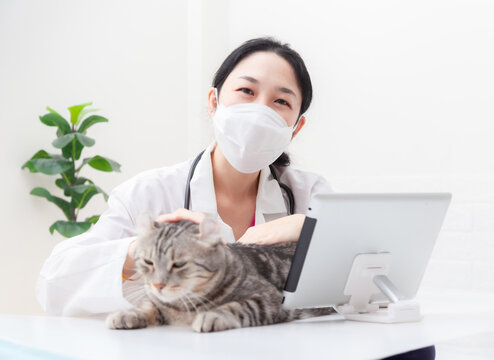 Vet happy smiling while playing with a cat. Asian female veterinarian doctor Consulting through the Internet at Animal clinic. Health care Pet and prevention COVID-19 strategy Coronavirus concept