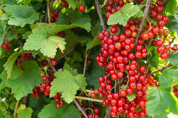 The Branch of the red currant on background green sheet.