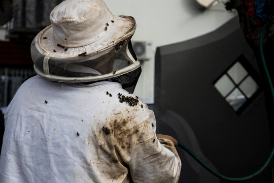A beekeeper removing bees from an old oak tree