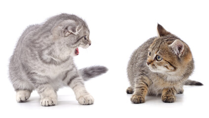 Kitten screaming at another kitten.