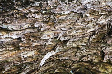Tree bark texture background