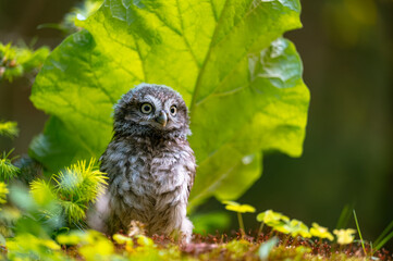 The little owl (Athene noctua), cute owl cub, beautiful big eyes, forest environment, beautiful light, sitting under leaf on the ground.