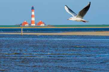 Möwe neben Leuchtturm Westerhever
