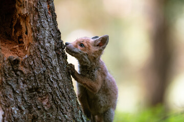 A young fox (Vulpes vulpes) in the forest, playing with a tree and watching the surroundings. Beautiful blue eyes, spring colored forest.