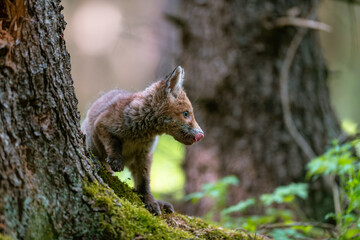 Obraz premium A young fox (Vulpes vulpes) in the forest, playing with a tree and watching the surroundings. Beautiful blue eyes, spring colored forest.