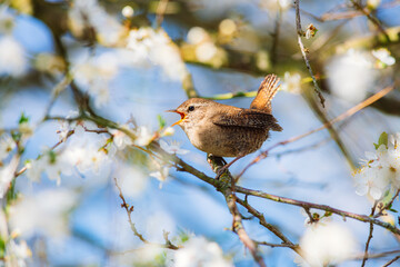 Little cute Eurasian wren (Troglodytes troglodytes) sitting on a branch of a blossoming cherry and singing. Spring, bird very close up, blue sky.