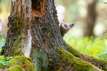Obraz premium The young fox (Vulpes vulpes) is curious, hides behind a tree and watches the surroundings, only the head is visible.