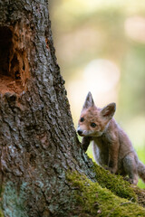 A young fox (Vulpes vulpes) in the forest, playing with a tree and watching the surroundings. Beautiful blue eyes, spring colored forest.
