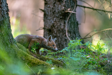 Obraz premium Young fox (Vulpes vulpes) walking carefully in the spring forest and looking for food.