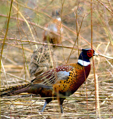 Ringed-neck pheasant in weeds