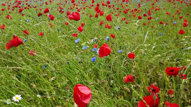 4k close-up footage of meadow with blue corn flowers, red poppies and white daysies