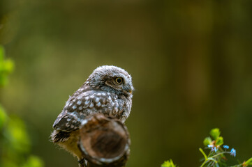 The little owl (Athene noctua), cute owl cub, beautiful big eyes, forest environment, beautiful...