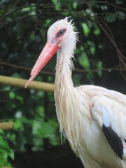 シュバシコウ　濡れる