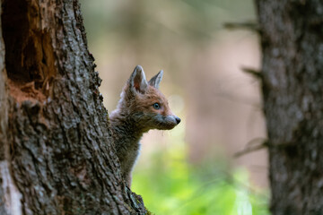 A young fox (Vulpes vulpes) in the forest, playing with a tree and watching the surroundings. Beautiful blue eyes, spring colored forest.