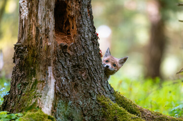The young fox (Vulpes vulpes) is curious, hides behind a tree and watches the surroundings, only the head is visible.