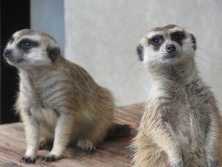 ミーアキャット