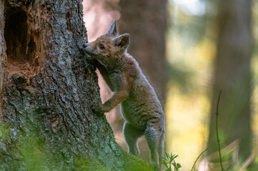 A curious young fox (Vulpes vulpes) scans the forest for food and walks carefully. Curious young fox, fox cub.