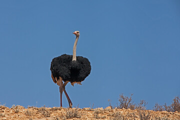 Male Ostrich Struthio camelus 4772