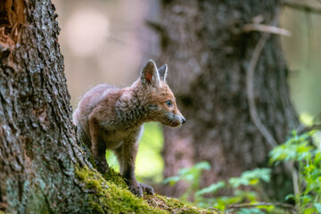 A young fox (Vulpes vulpes) in the forest, playing with a tree and watching the surroundings. Beautiful blue eyes, spring colored forest.