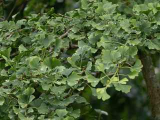 Gingkobaum
