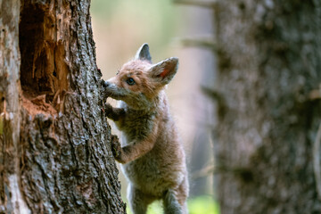 A young fox (Vulpes vulpes) in the forest, playing with a tree and watching the surroundings. Beautiful blue eyes, spring colored forest.
