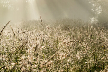 dew on the grass in morning light