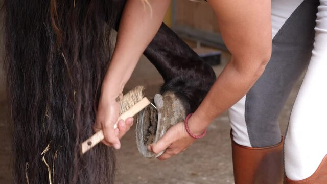 Close up of female cleaning her horses hooves from dirt with a hoof pick before riding.