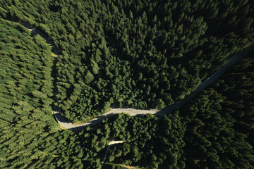 Forrest and winding road from above