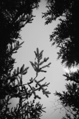 branches silhouette
