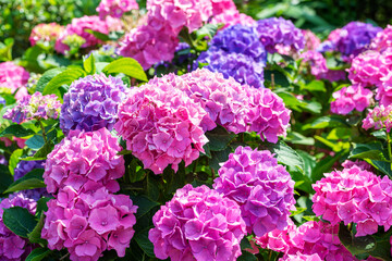 Pink, blue, purple and lilac hydrangea bushes in full bloom in a park