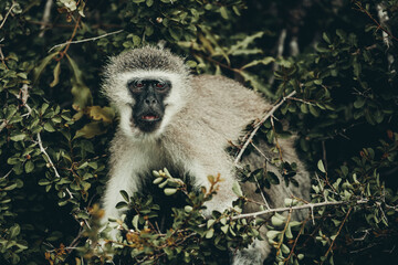 Vervet Monkey.