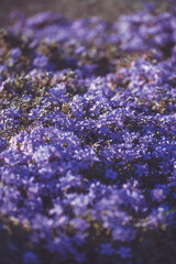 Fototapeta premium beautiful flowers bloom in spring