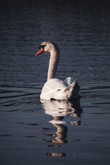 beautiful white swan floating on the lake